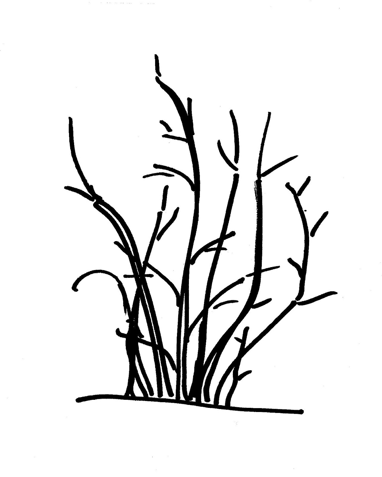 Shrub Drawing at GetDrawings | Free download