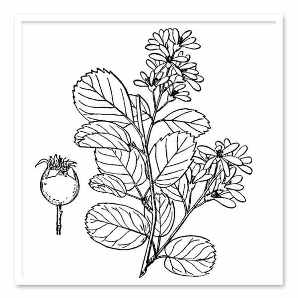 Shrub Drawing at GetDrawings | Free download