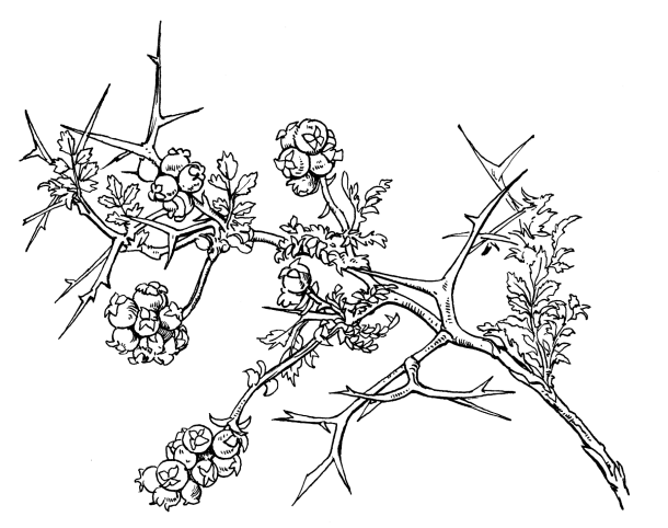 Shrub Drawing at GetDrawings | Free download