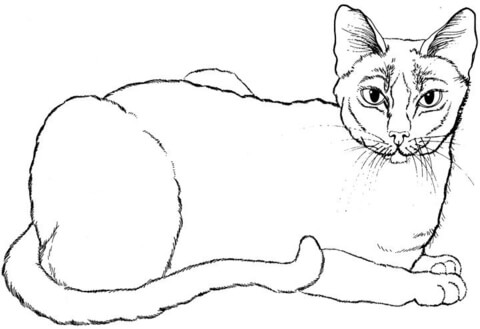 Siamese Cat Drawing at GetDrawings | Free download