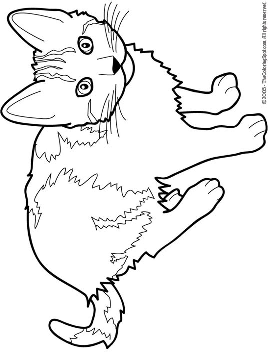 New Siamese Cat Coloring Page for Adult