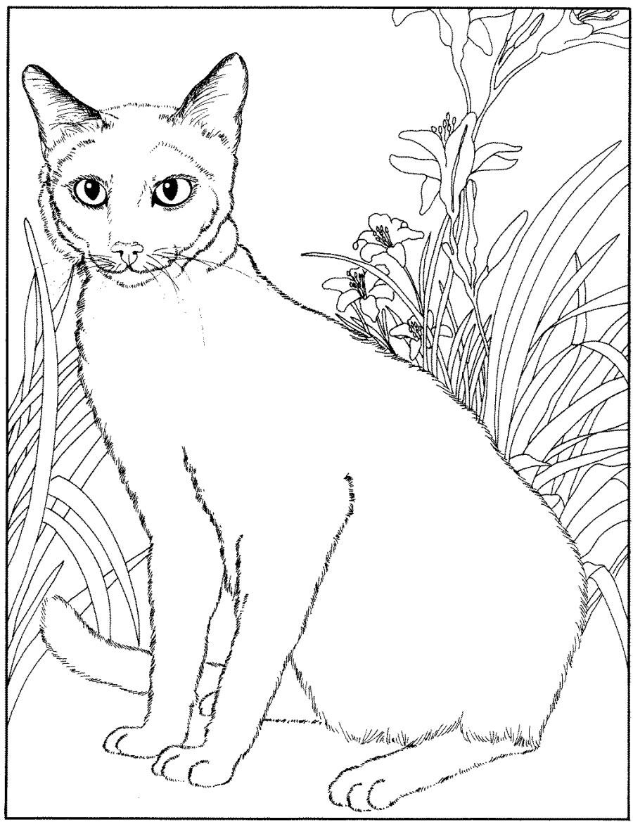 Siamese Cat Drawing at GetDrawings | Free download