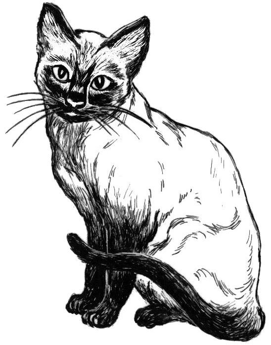 Siamese Cat Drawing at GetDrawings | Free download