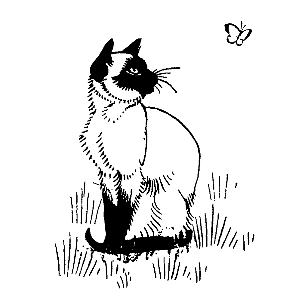 Siamese Cat Drawing at GetDrawings | Free download