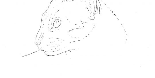 Siamese Cat Line Drawing at GetDrawings | Free download