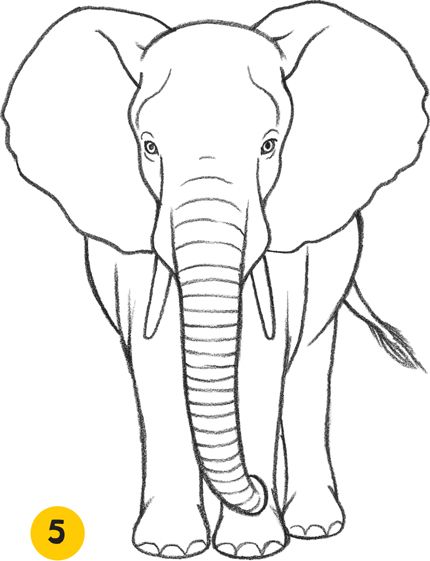 Side View Of Elephant Drawing at GetDrawings | Free download