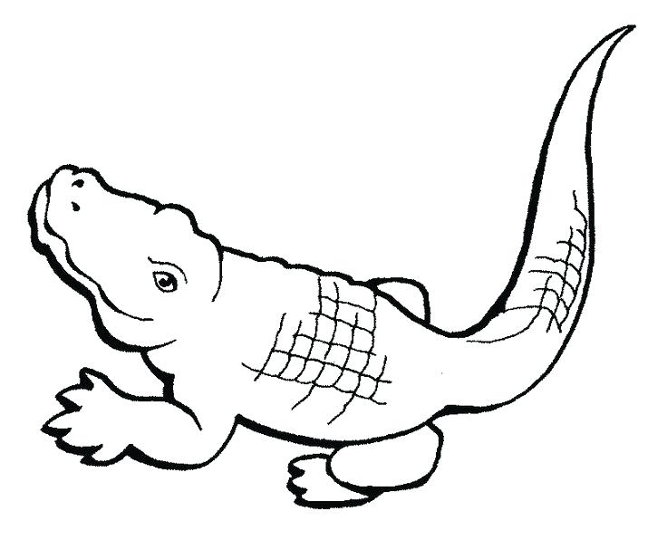 Simple Alligator Drawing at GetDrawings | Free download