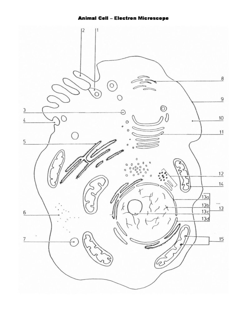 Simple Animal Cell Drawing at GetDrawings | Free download