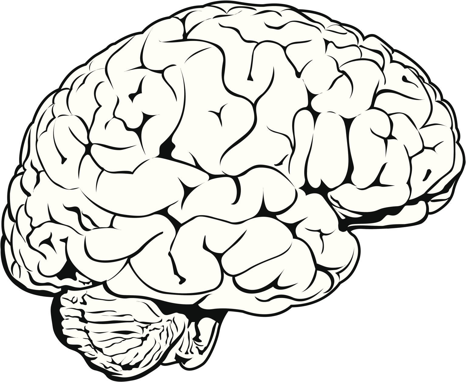 the human brain drawing