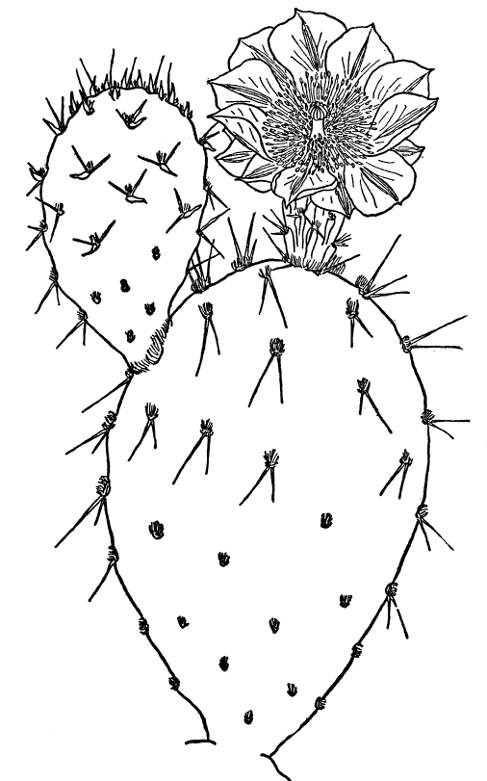 Simple Cactus Drawing at GetDrawings | Free download