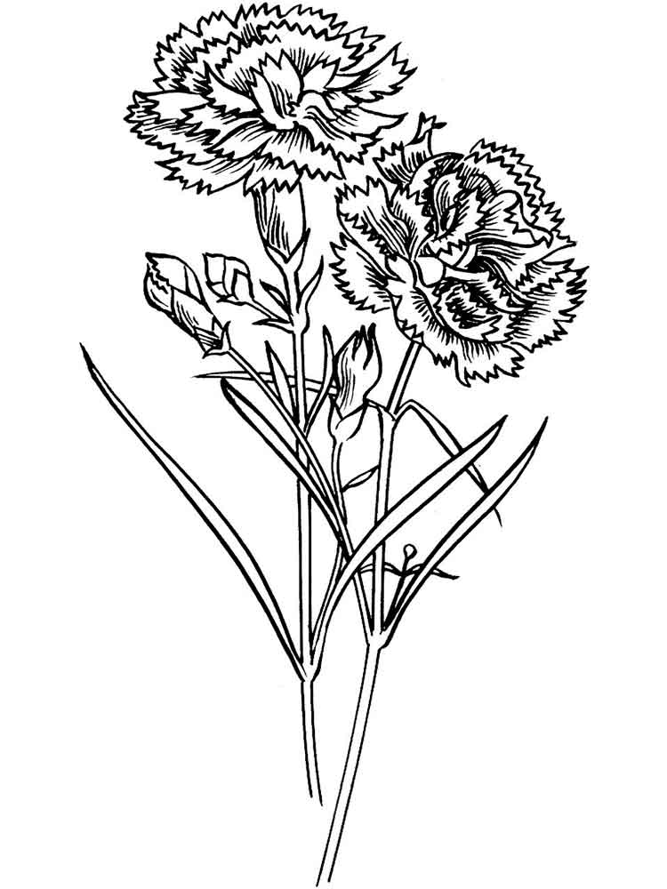 Simple Carnation Drawing at GetDrawings | Free download