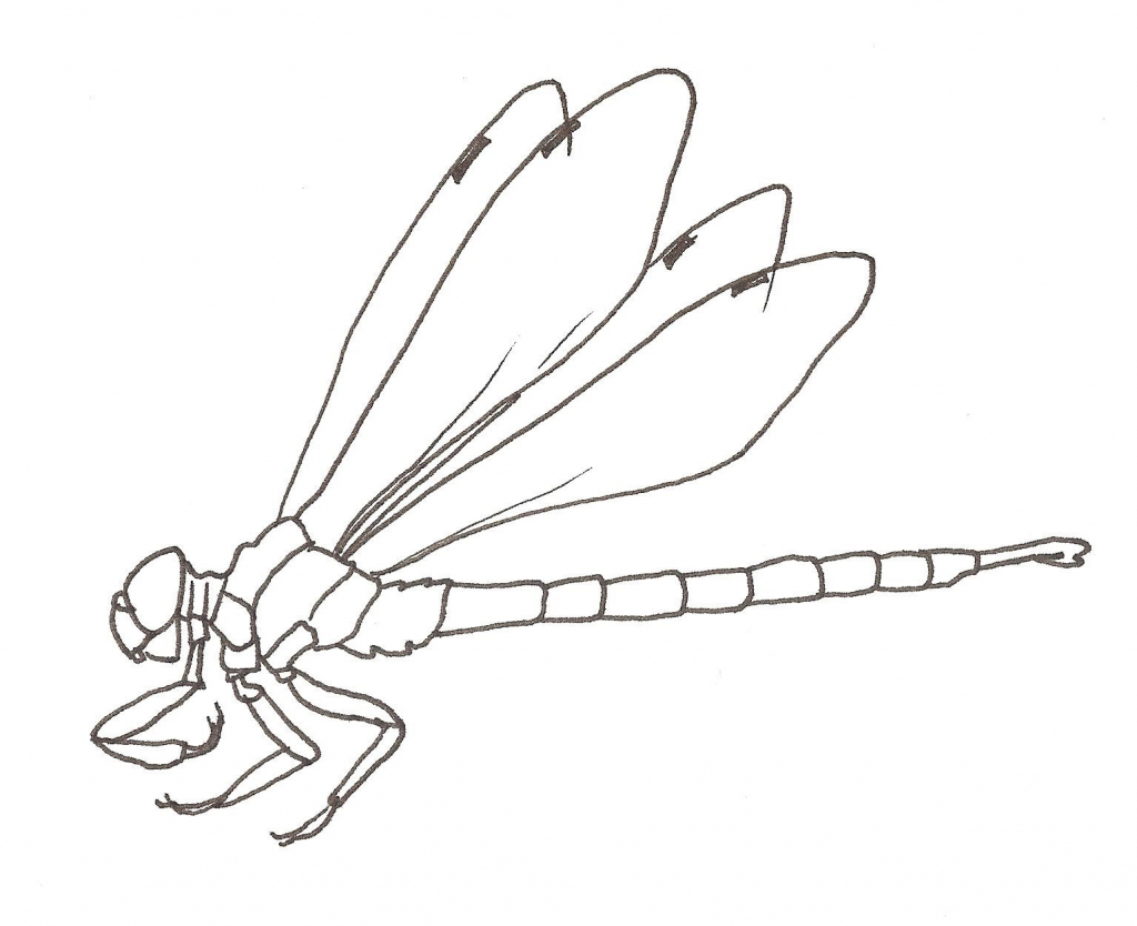 The best free Dragonfly drawing images. Download from 739 free drawings