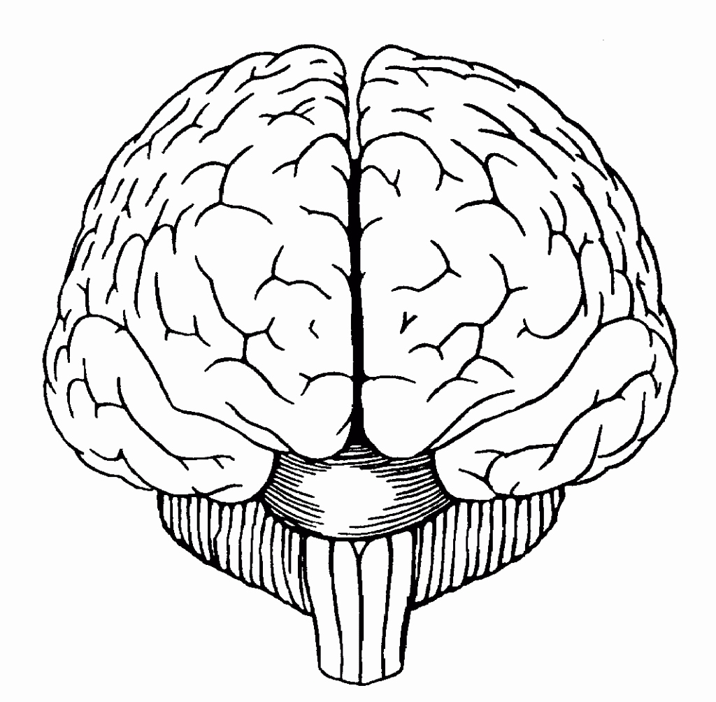 Easy Brain Drawing Sketch Coloring Page
