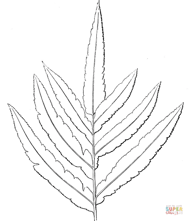 Simple Fern Drawing At GetDrawings | Free Download