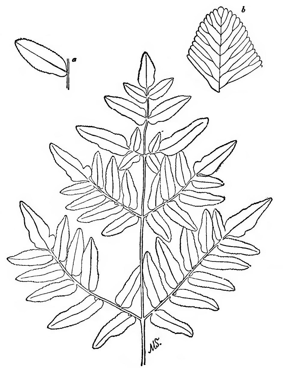 Simple Fern Drawing At GetDrawings | Free Download