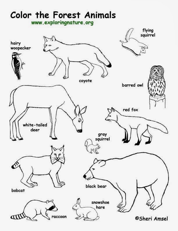 Top How To Draw A Forest Animal of the decade Learn more here 
