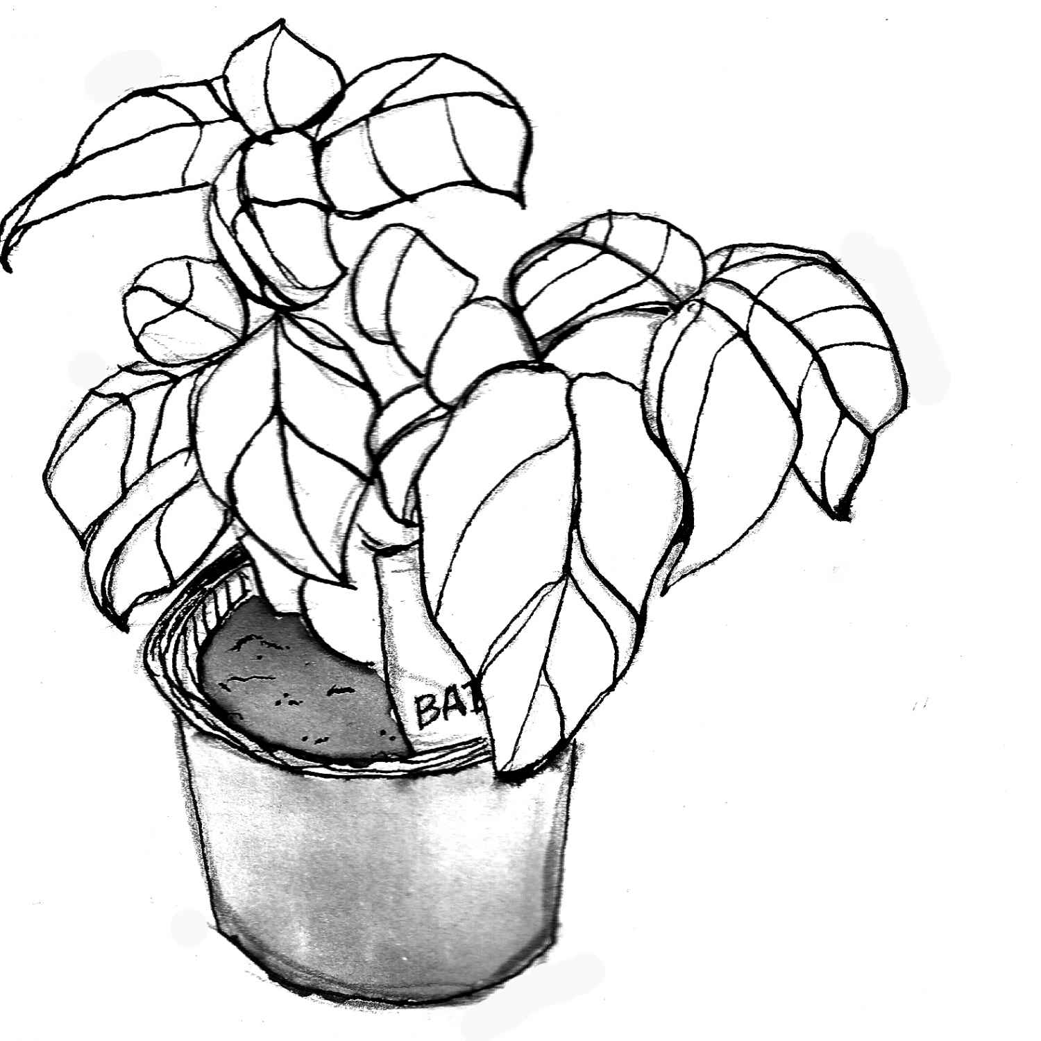 the-best-free-plant-drawing-images-download-from-2454-free-drawings-of