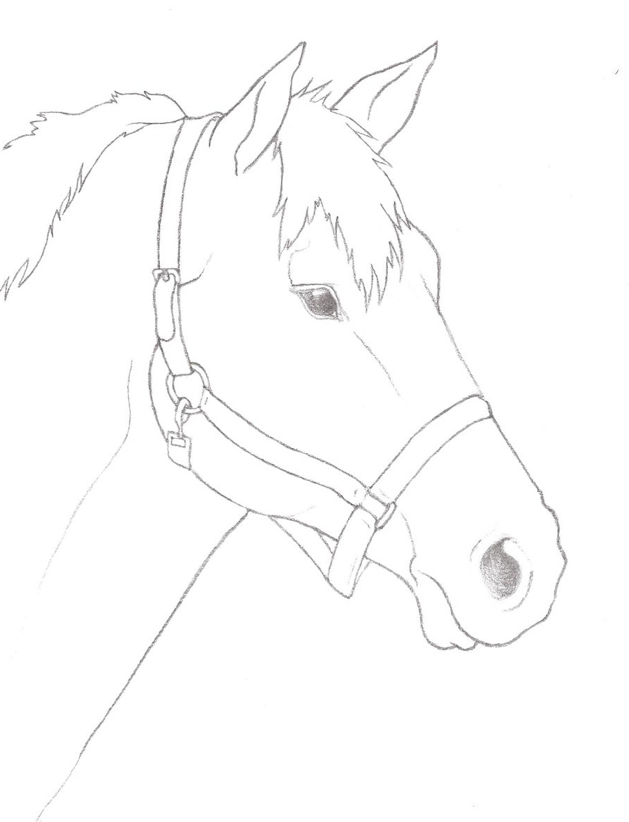 Simple Horse Head Drawing at GetDrawings | Free download