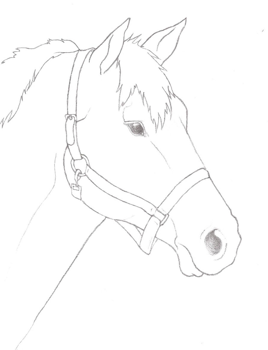 Simple Horse Head Drawing at GetDrawings Free download