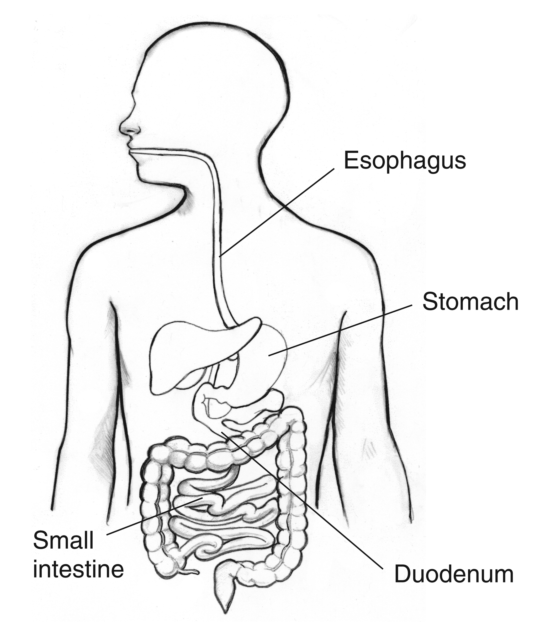 the-best-free-digestive-drawing-images-download-from-247-free-drawings