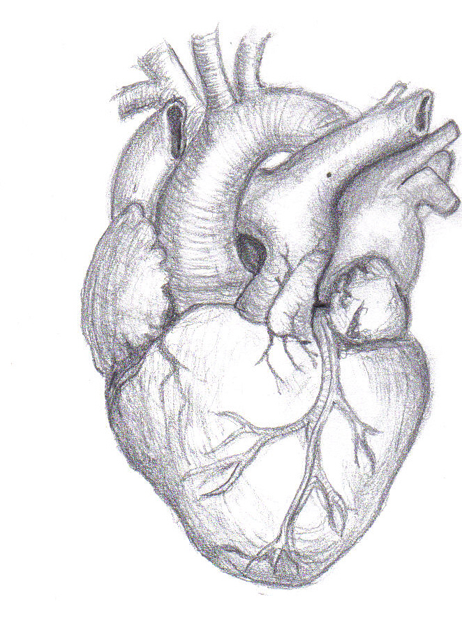 Featured image of post Human Heart Images Drawing - Heart drawn as a turbo charger.