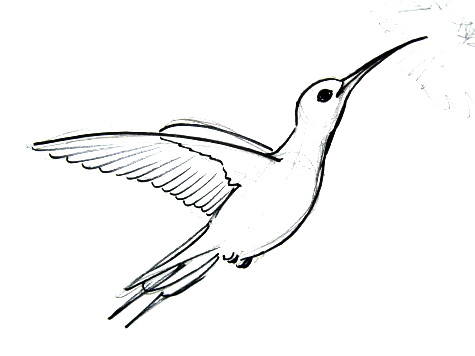 Simple Hummingbird Drawing at GetDrawings | Free download