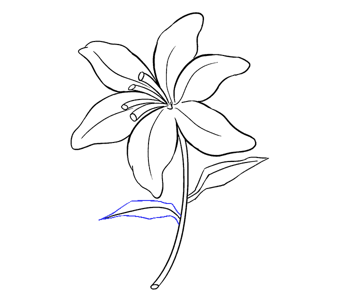 Simple Lily Drawing at GetDrawings Free download