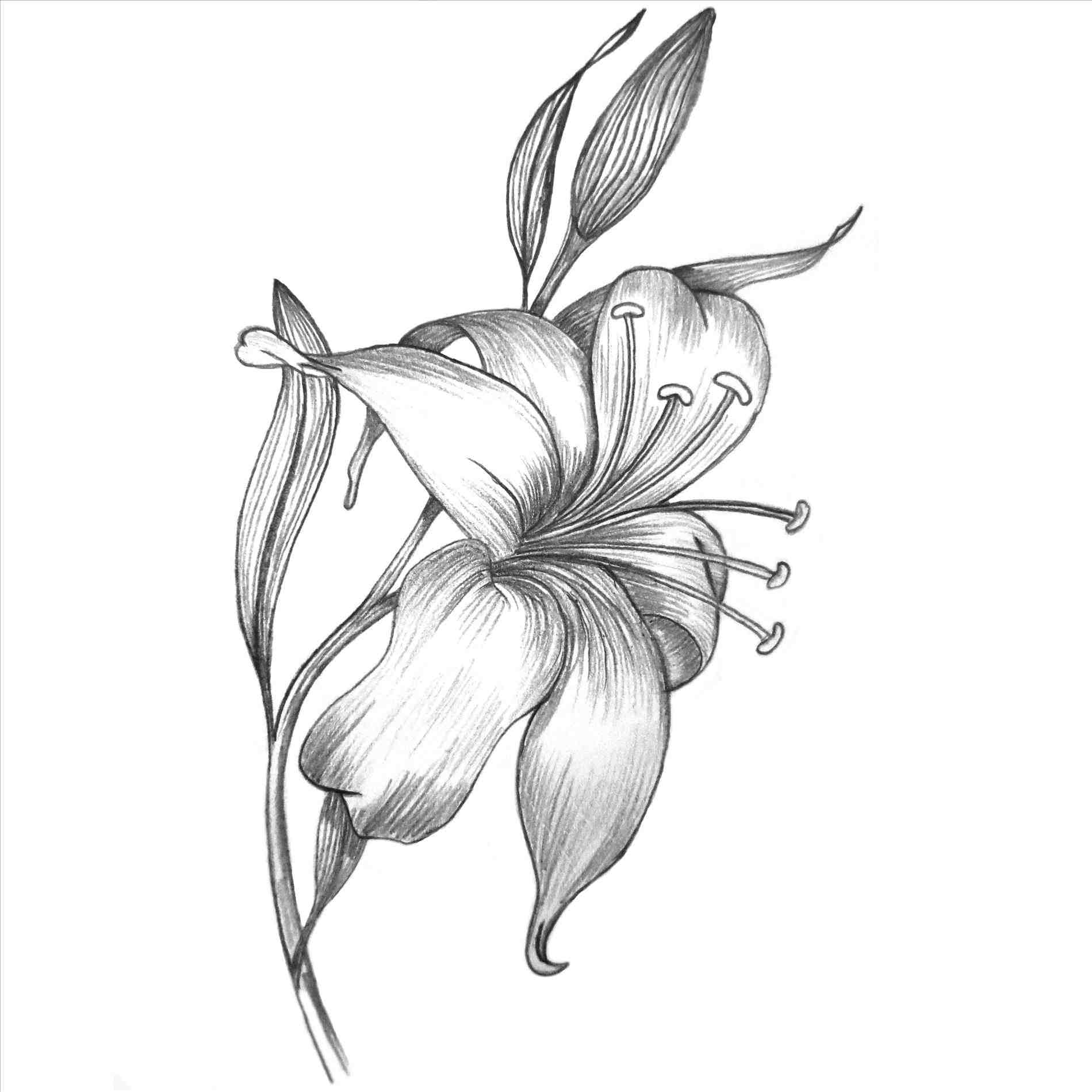 Simple Lily Drawing at GetDrawings Free download