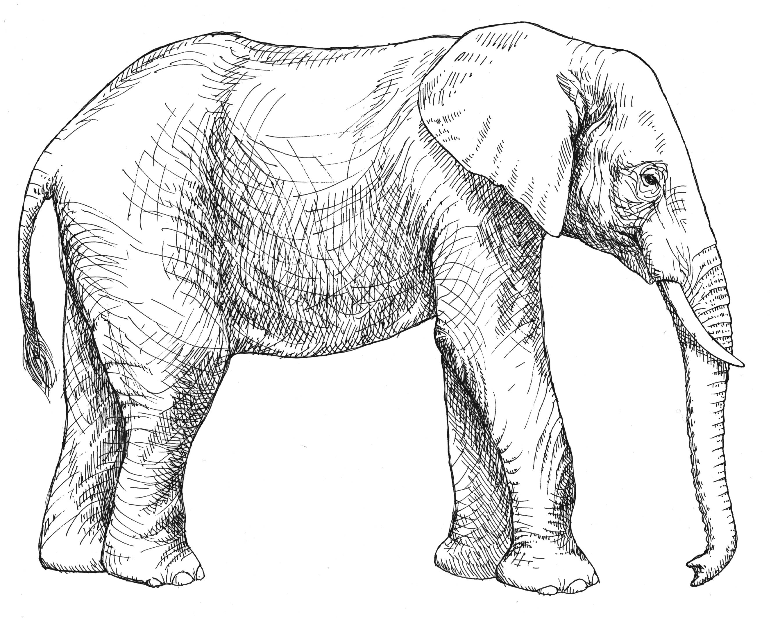 Simple Line Drawing Elephant at GetDrawings | Free download