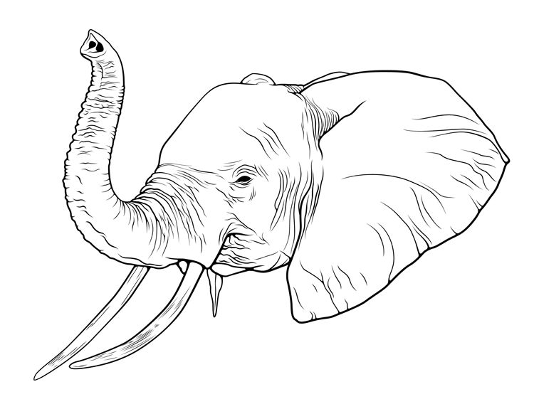 Simple Line Drawing Elephant at GetDrawings.com | Free for ...