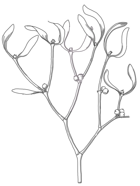 Simple Mistletoe Drawing at GetDrawings | Free download