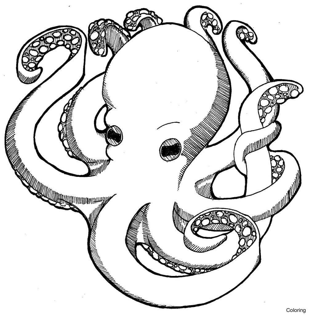 Simple Octopus Drawing at GetDrawings Free download