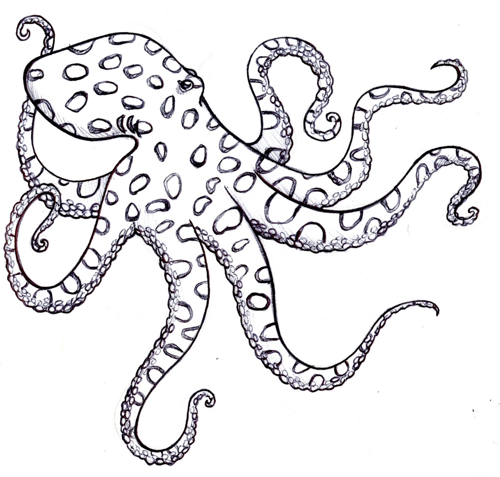 Simple Octopus Drawing at GetDrawings Free download