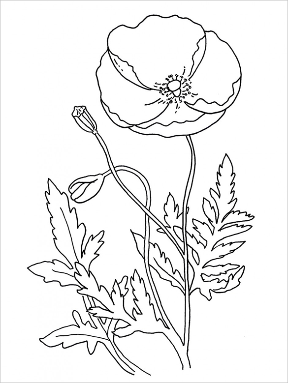 Simple Poppy Drawing at GetDrawings | Free download