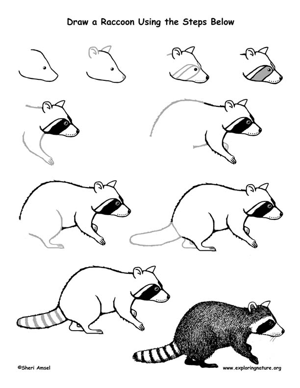 Simple Raccoon Drawing at GetDrawings Free download