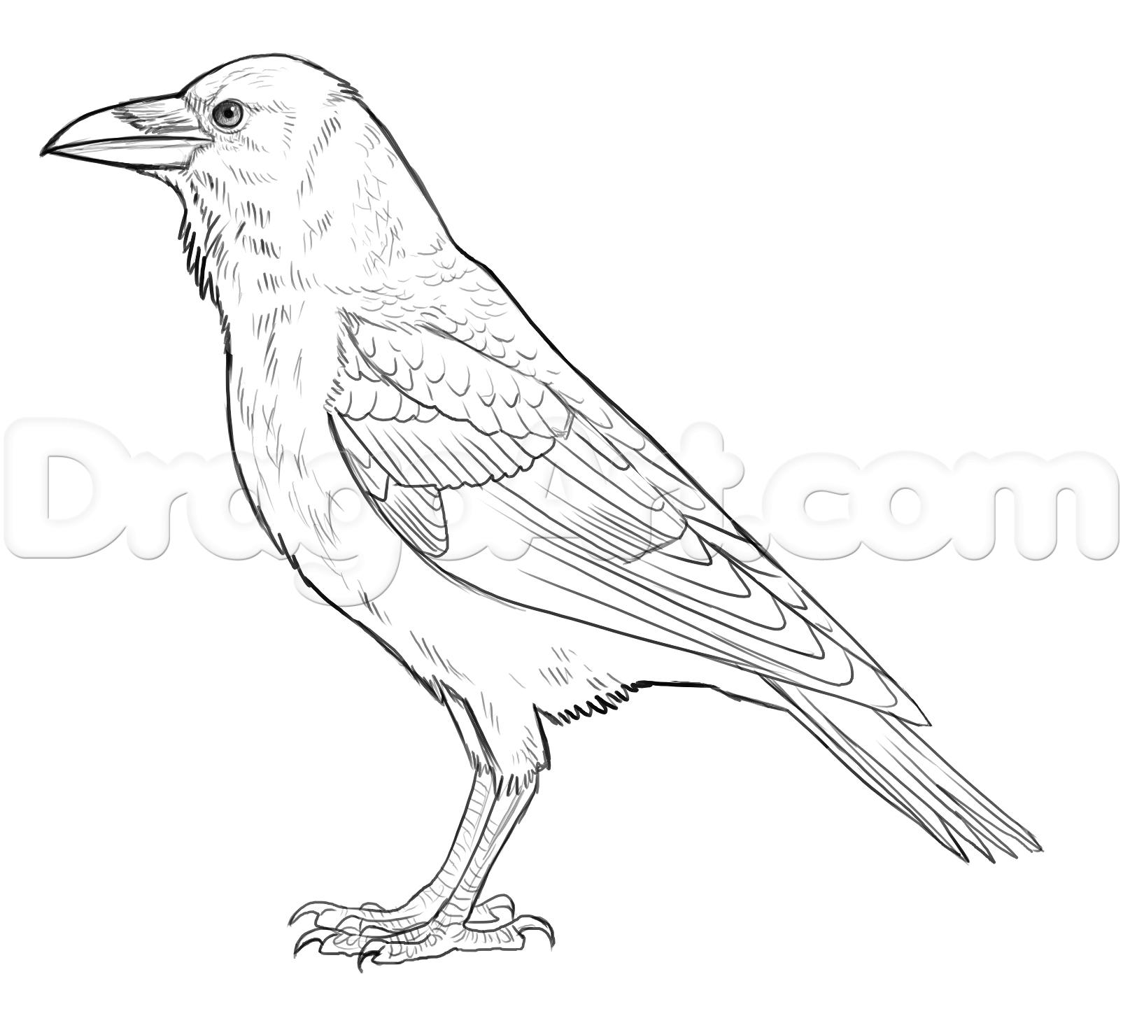 Simple Raven Drawing at GetDrawings Free download