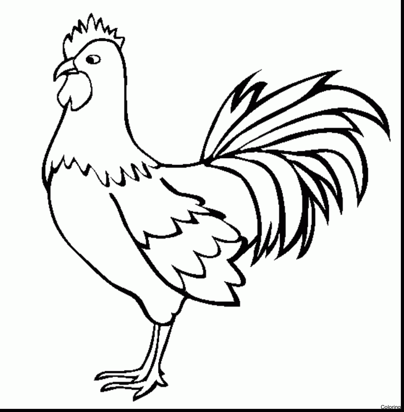 Rooster Outline Coloring Page Coloring Pages