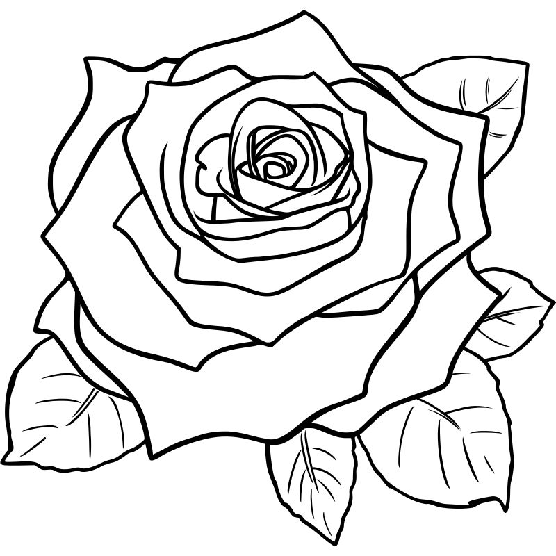 Simple Rose Flower Drawing at GetDrawings | Free download