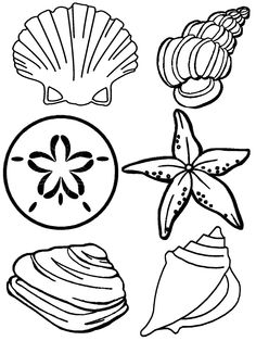 Simple Shell Drawing at GetDrawings | Free download