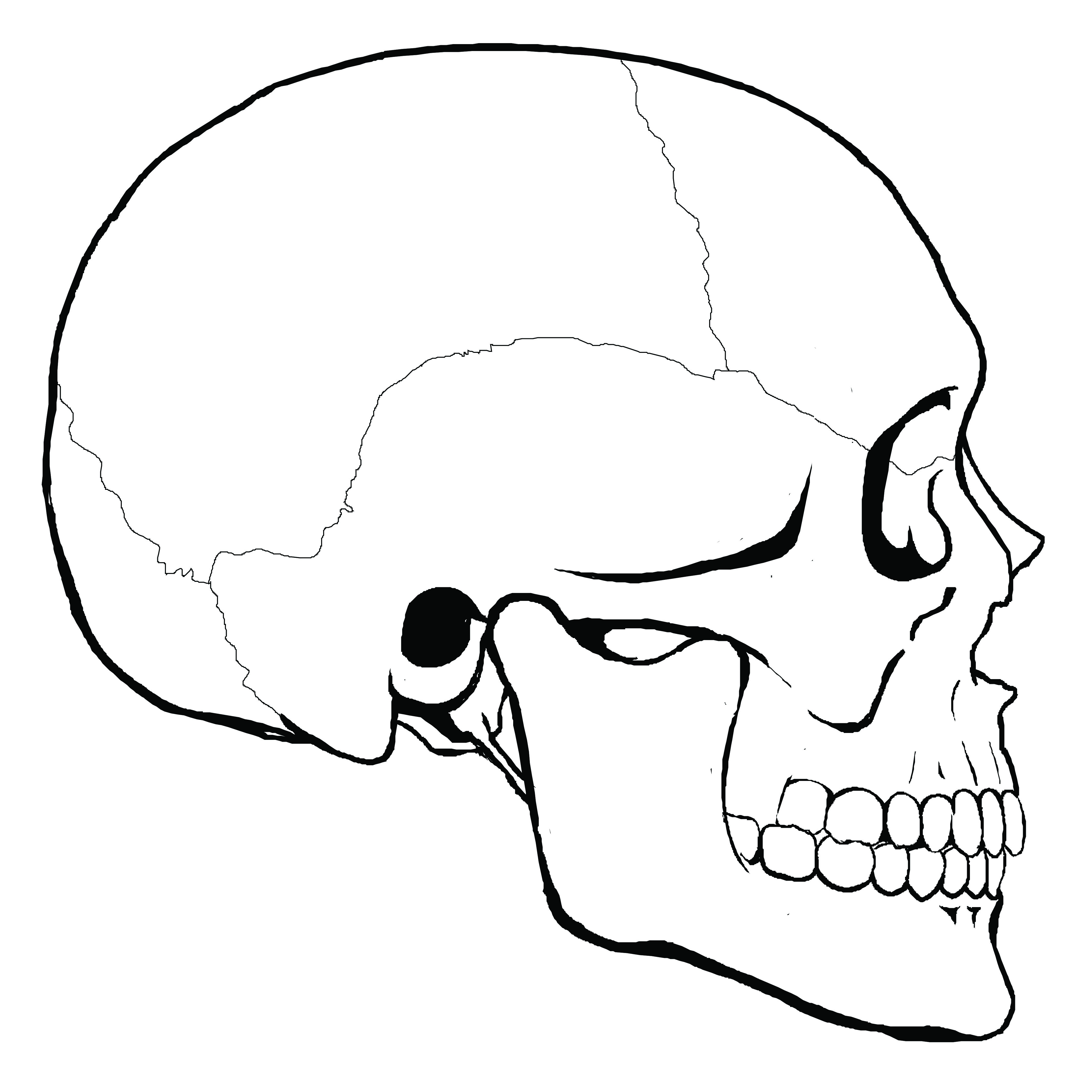 Top 91+ Images how to draw a skull from the side Excellent