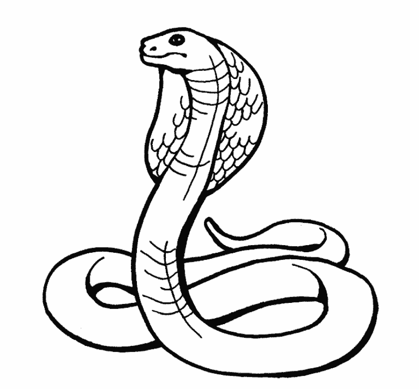 Simple Snake Drawing at Explore collection of