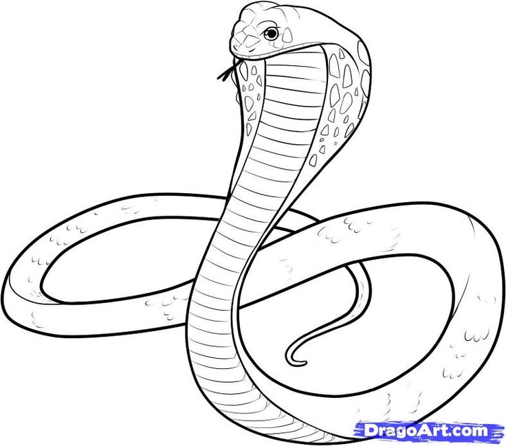 Simple Snake Drawing At Getdrawings 