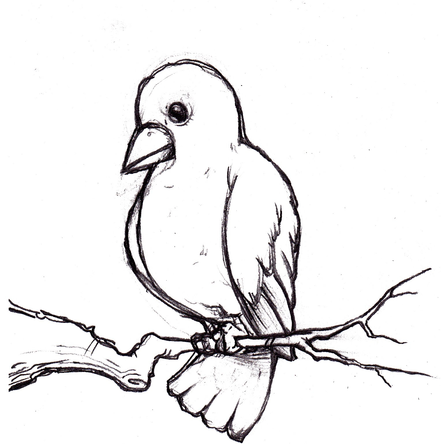 Simple Sparrow Drawing at GetDrawings Free download