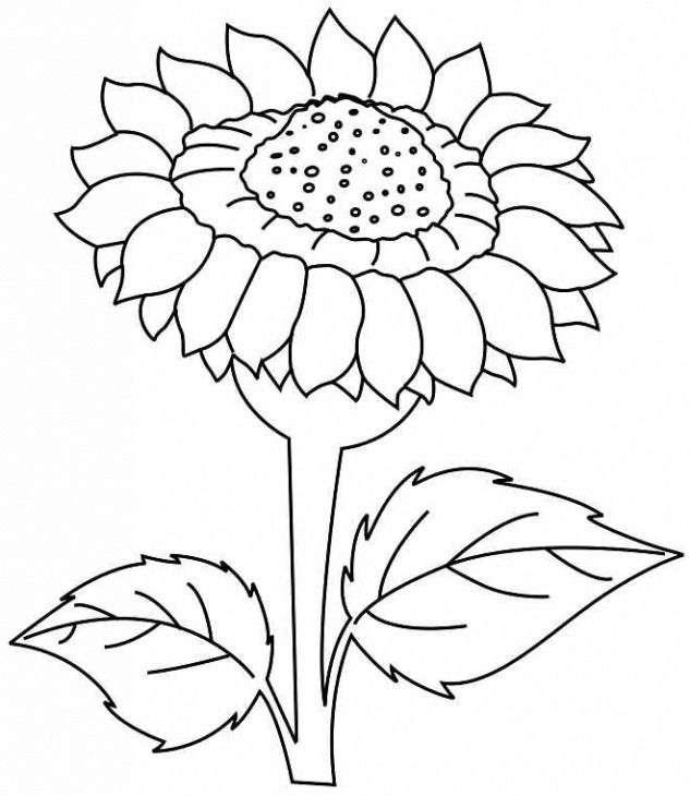 download sun flower drawing