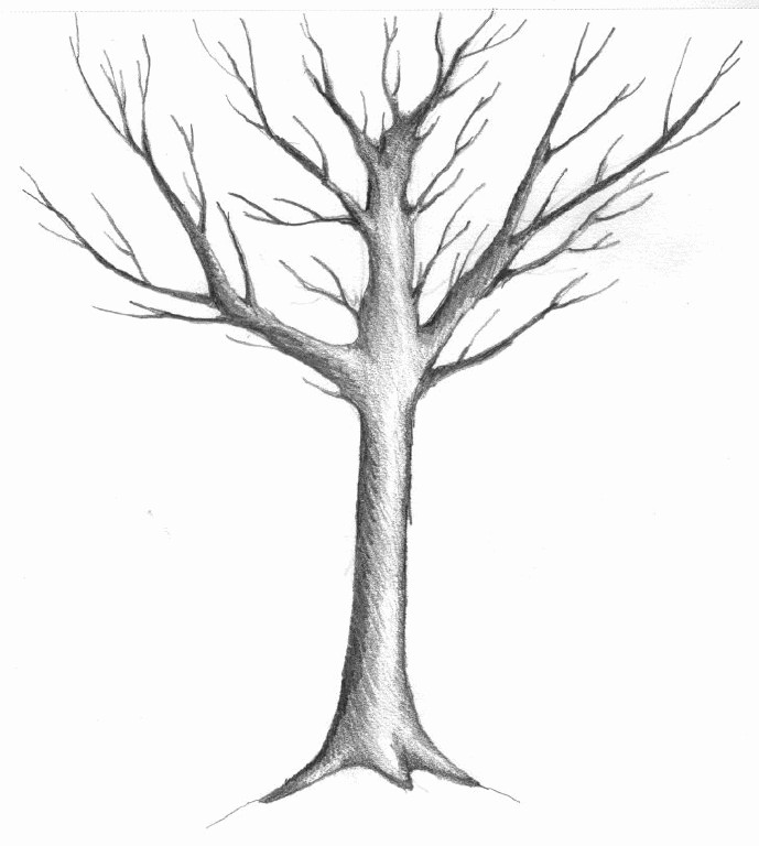 Simple Tree Drawing at GetDrawings | Free download