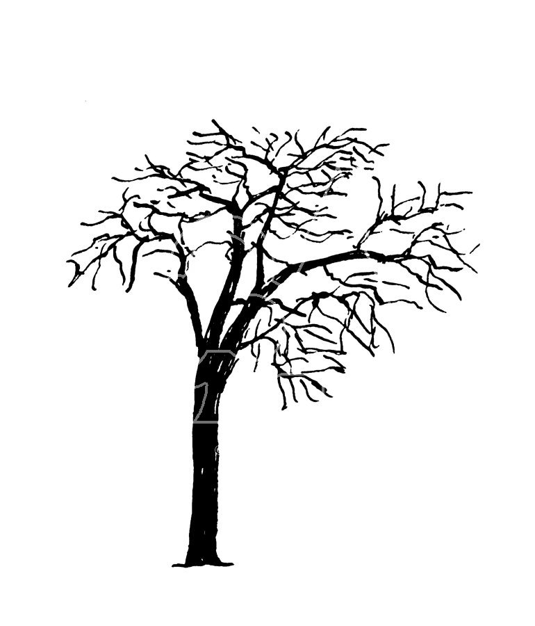 Simple Tree Line Drawing at GetDrawings | Free download