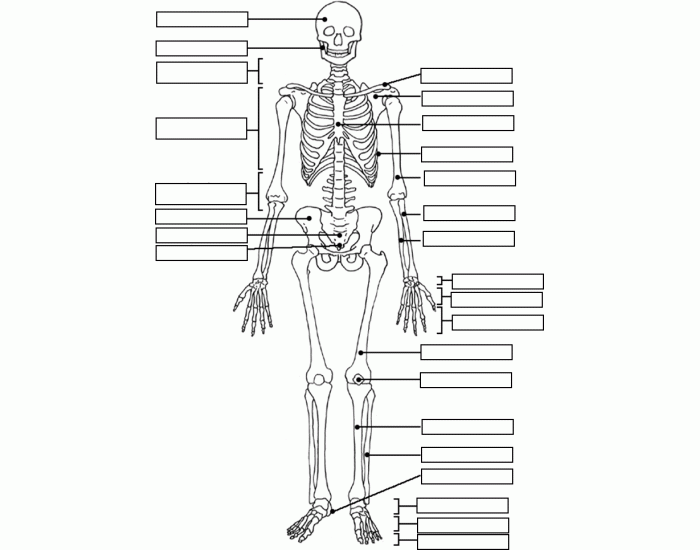 Label The Skeletal System Quiz