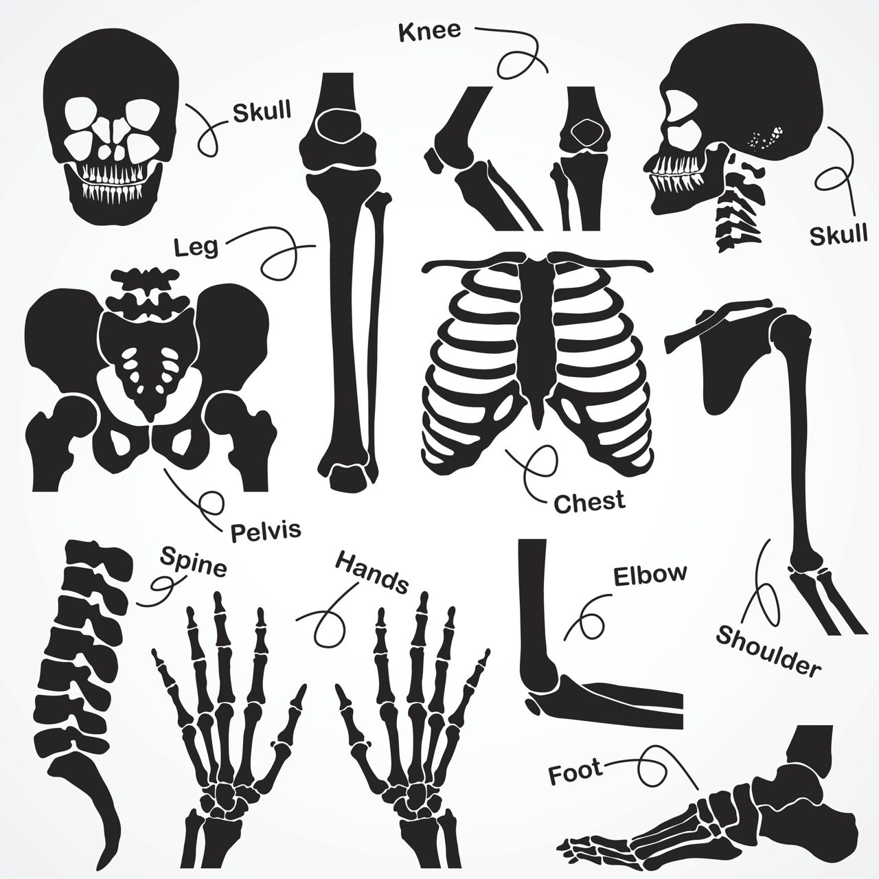 skeletal-system-drawing-at-getdrawings-free-download