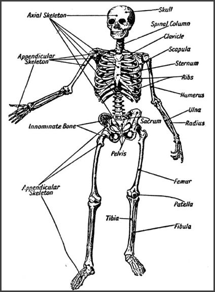 Skeletal System Drawing at GetDrawings | Free download