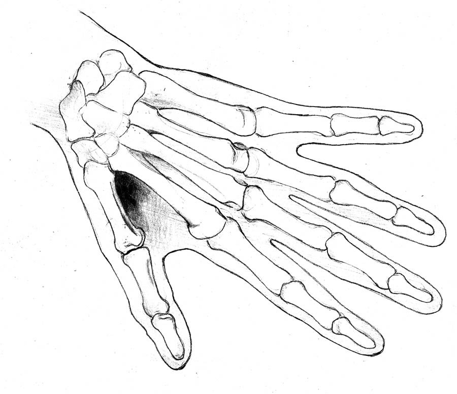 drawing of human skeleton